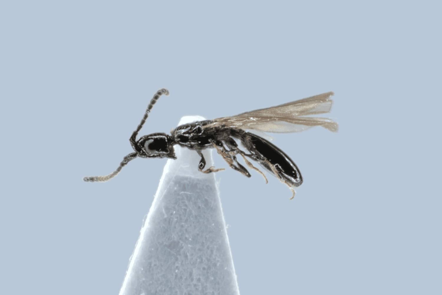 Default image